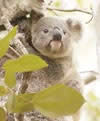 Go to Koala Research